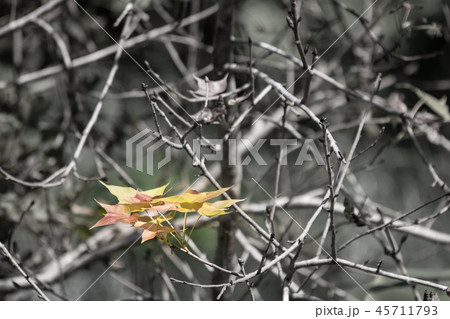 leaf of Green mix red Maple tree leaf of Green mix red Maple tree 45711793