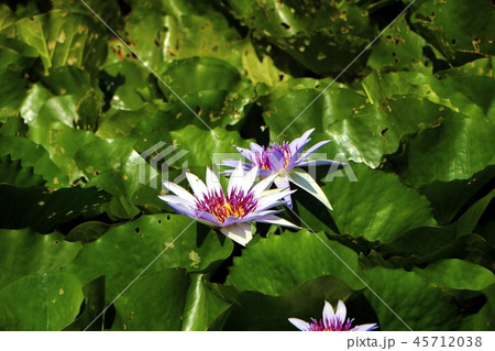 Purple waterlily or lotus flower in the pond. Purple waterlily or lotus flower in the pond. 45712038