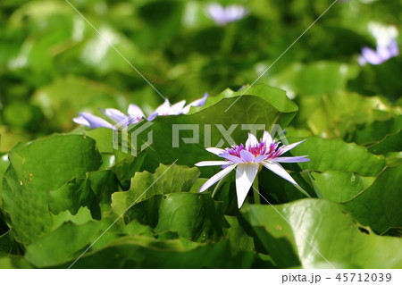 Purple waterlily or lotus flower in the pond. Purple waterlily or lotus flower in the pond. 45712039