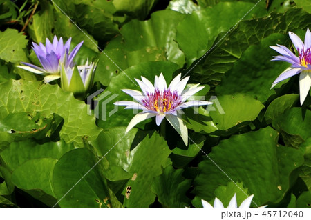Purple waterlily or lotus flower in the pond. Purple waterlily or lotus flower in the pond. 45712040