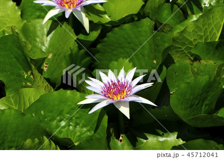 Purple waterlily or lotus flower in the pond. Purple waterlily or lotus flower in the pond. 45712041
