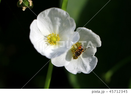 Hoverflies, sometimes called flower flies Hoverflies, sometimes called flower flies 45712345