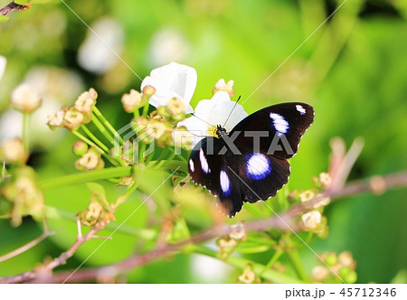 The great eggfly butterlies (Hypolimnas bolina) The great eggfly butterlies (Hypolimnas bolina) 45712346