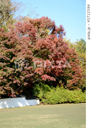 もみじの頃 45712594