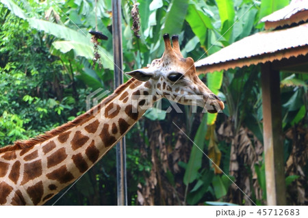 The giraffe (Giraffa) The giraffe (Giraffa) 45712683