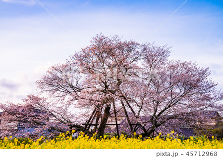 （静岡県）狩宿の下馬桜 45712968