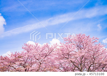 満開の桜 お花見 満開の桜 お花見 45713100