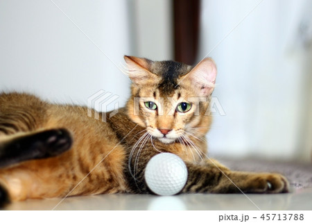 Cat playing with golf ball Cat playing with golf ball 45713788