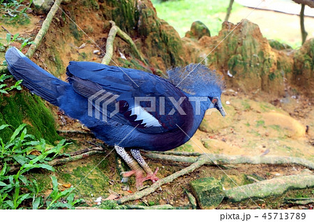 Victoria crowned pigeon ( Goura victoria ) bird Victoria crowned pigeon ( Goura victoria ) bird 45713789