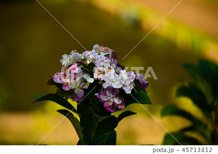 紫陽花 45713812