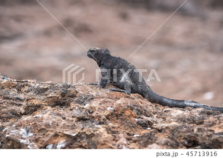 ガラパゴスウミイグアナの写真素材