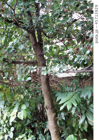 珍しい黒檀の木 45713929