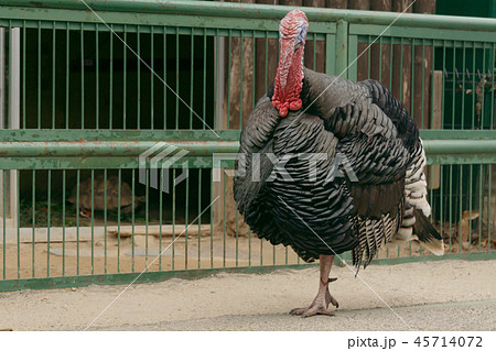 七面鳥　全身 45714072