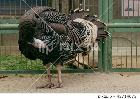 七面鳥　全身 45714075
