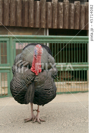 七面鳥 全身の写真素材