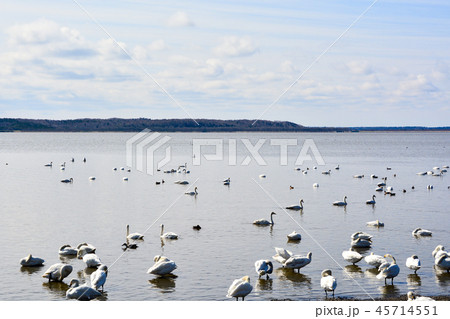湖で羽を休めるハクチョウ 45714551
