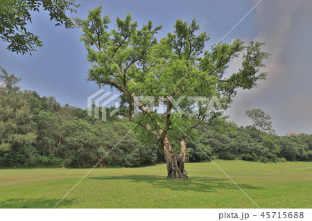 a big treee at the gold club 45715688