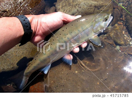 ヤマメ２ 45715785