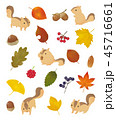 リスと落ち葉 45716661