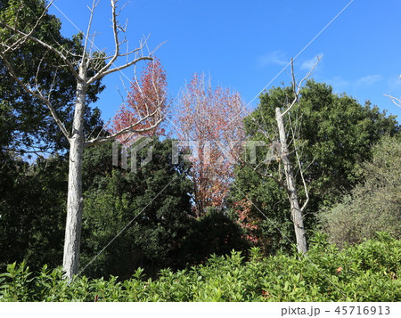神戸市　西区　西神中央公園　公園　木　紅葉 45716913