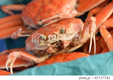 ズワイガニ　姿　顔　素材　背景 45717782