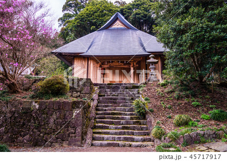 【静岡県】ミツバツツジ咲く、村山浅間神社 【静岡県】ミツバツツジ咲く、村山浅間神社 45717917