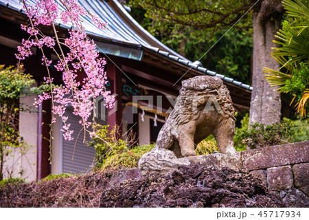 【静岡県】桜咲く、村山浅間神社 45717934