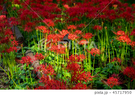 七ツ森古墳群 45717950