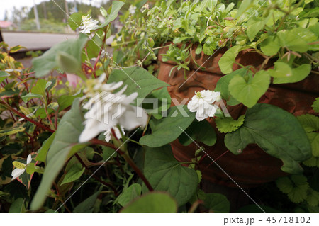 ドクダミ 45718102