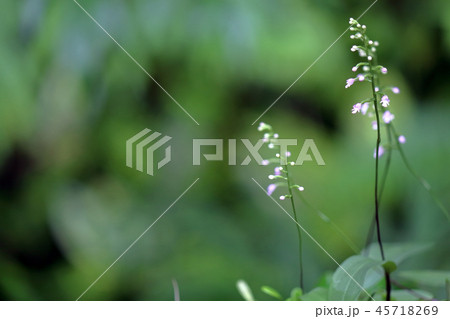 ヒナラン ヒナラン 45718269