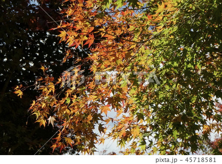 もみじの紅葉 45718581