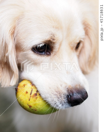 cute lovely handsome young dog with mango fruit 45718631