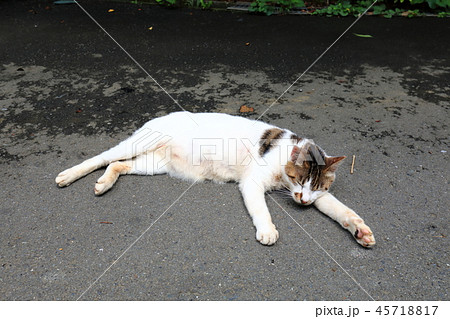 野良猫　寝姿 45718817