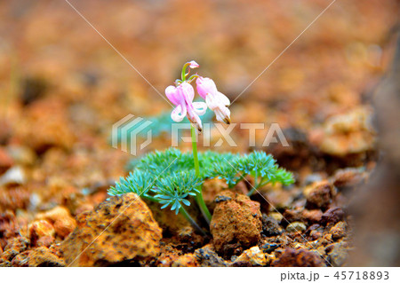 蔵王・駒草平・可憐に咲く駒草(コマクサ)(13) 蔵王・駒草平・可憐に咲く駒草(コマクサ)(13) 45718893