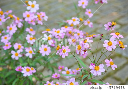 ウインターコスモスの花 45719458