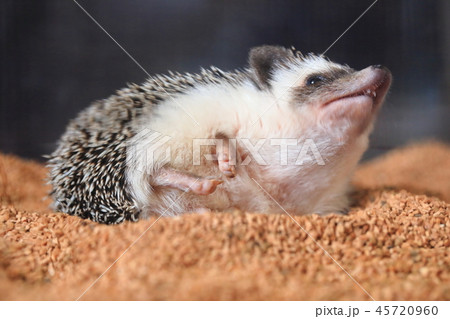 ハリネズミ　お腹 45720960