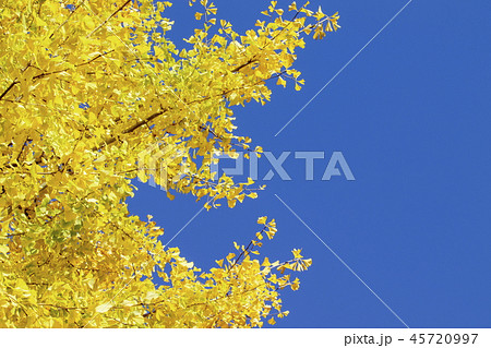 秋の風景_イチョウと青空 秋の風景_イチョウと青空 45720997