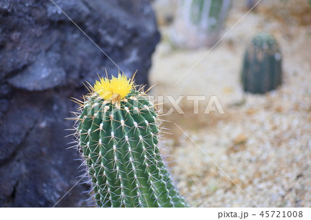 サボテンの花 ハンニャ サボテンの花 ハンニャ 45721008