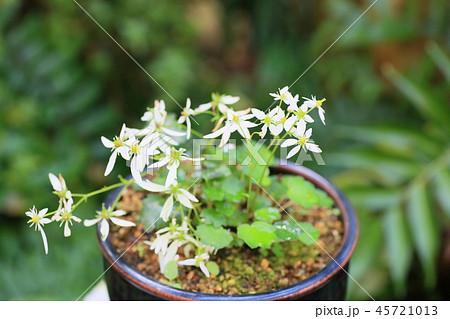 ダイモンジソウの花 ダイモンジソウの花 45721013