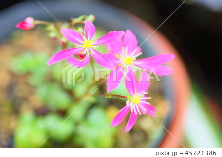 ダイモンジソウの花 45721386