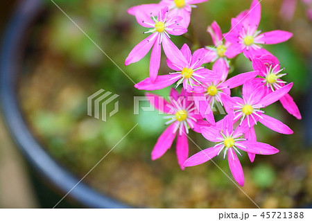 ダイモンジソウの花 45721388