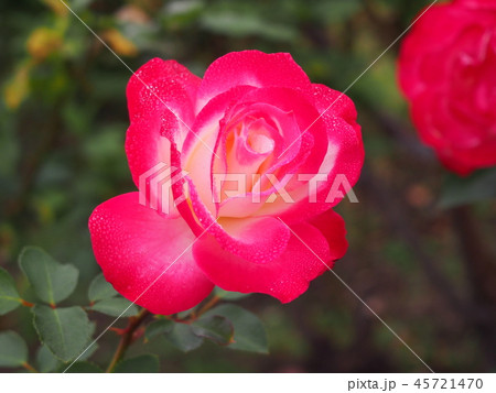Rose ジュビレ・デュ・プリンス・ドゥ・モナコ Jubile du Prince de Monac Rose ジュビレ・デュ・プリンス・ドゥ・モナコ Jubile du Prince de Monac 45721470