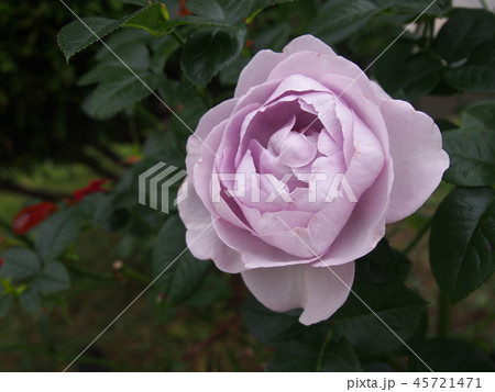 Rose　ブルーバユー　Blue Bajou 45721471