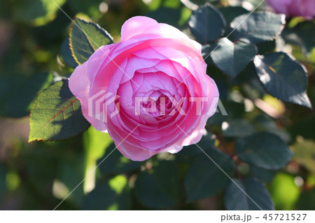 ローズピンクと花形が美しいバラ 45721527