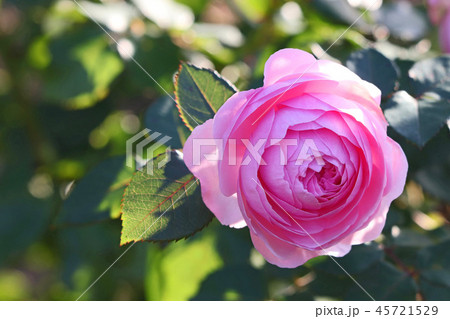 ローズピンクと花形が美しいバラ 45721529