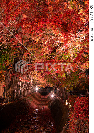 富士河口湖もみじ回廊 ライトアップ 45721539