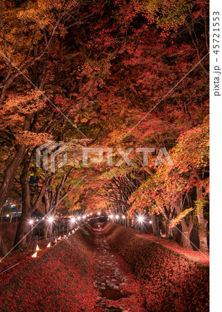 富士河口湖もみじ回廊 ライトアップ 45721553