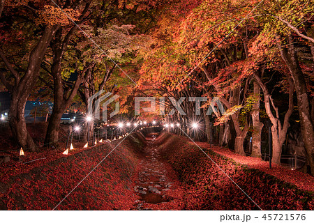 富士河口湖もみじ回廊 ライトアップ 45721576