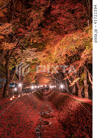 富士河口湖もみじ回廊 ライトアップ 45721594