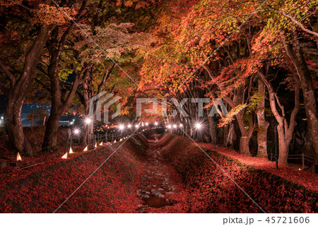 富士河口湖もみじ回廊 ライトアップ 45721606